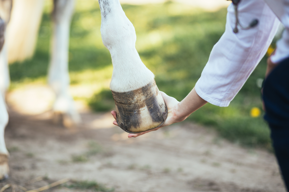 A imagem mostra a mão de uma mulher segurando a pata de um cavalo 