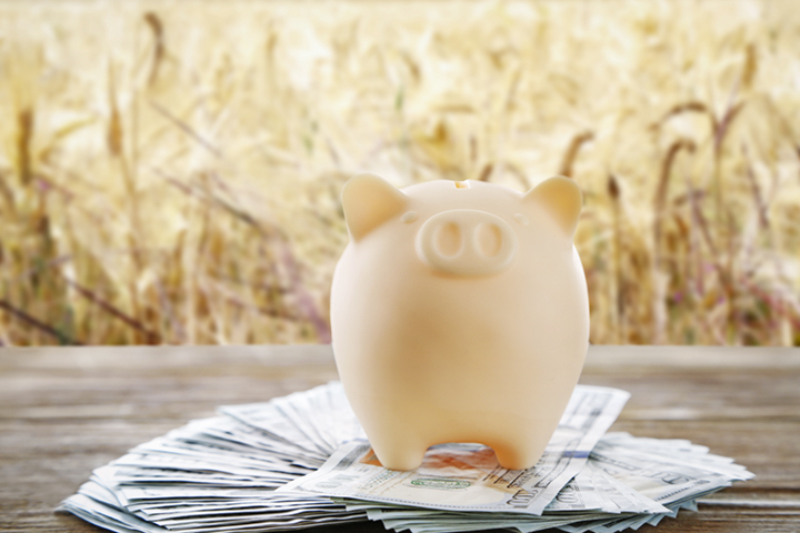 Quanto ganha o agrônomo: um cofre em forma de porquinho sobre notas de dinheiro que estão na mesa de madeira e ao fundo uma plantação de trigo