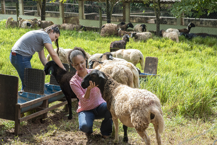 Se você quer atuar aliando o bem-estar animal e humano, a Faculdade de Zootecnia é uma ótima opção. Na foto, duas alunas da Unoeste em aula prática com ovelhas.