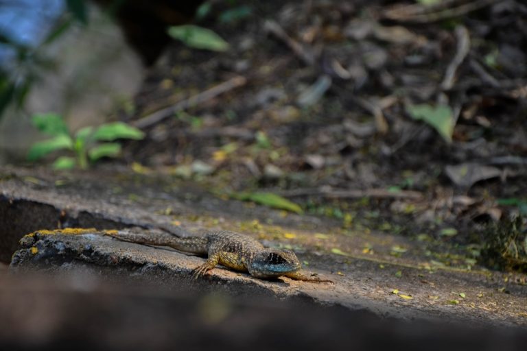 Fotos da exposição Projeto Unoeste Sustentável. Click: Larissa Akyiama